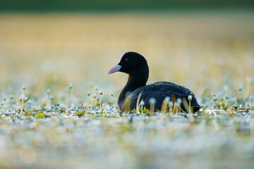 Eurasian coot (Fulica atra) in the wild