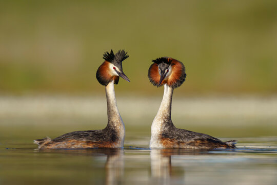 Great crested grebe courtship (Podiceps cristatus)