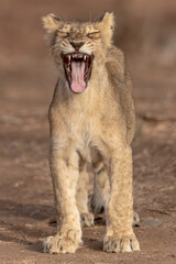 Lion Cub Captured at Gir National Park