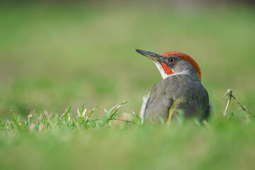 Male European green woodpecker (Picus viridis) in the wild