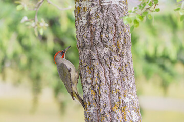 European green woodpecker (Picus viridis) in the wild