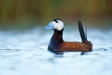 White-headed duck (Oxyura leucocephala) swimming