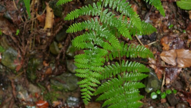 close up of the fern leaf in the forest during rainy weather