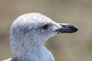 Silbermöwe (Larus argentatus), Jungvogel