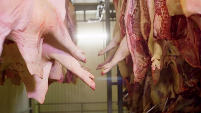 Fresh pork carcasses hanging in refrigerator. Handheld shot of raw meat in meat processing industry. The concept is of food manufacturing.