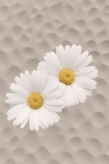 Fototapeta na wymiar Two chamomile flowers in the sand