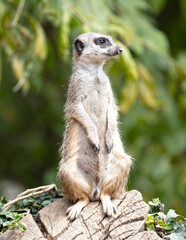 Fototapeta premium Meerkat (Suricata suricatta) on watch-duty, selective focus