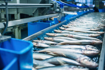 Fish processing plant. Production Line. Raw sea fish on a factory conveyor. Production of canned fish. modern food industry.