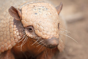 Six-Banded Armadillo (Euphractus Sexcinctus), selective focus