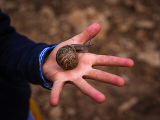 Large snail crawling on hand