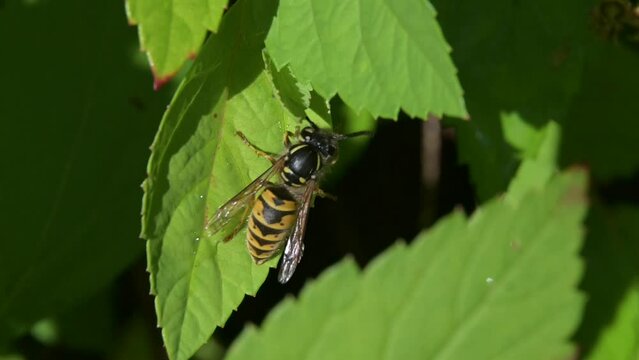 Common Wasp (Vespula vulgaris) almost falling off a leaf before flying away. [Slow motion x5]