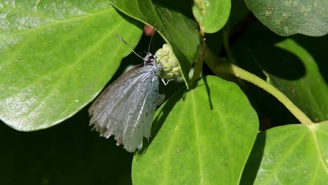 Holly Blue butterfly (Celastrina argiolus) female with damaged wings, laying eggs on the flower buds of Ivy - one of its caterpillars' foodplants - and flying away. August, Kent, UK [Slow motion x5]