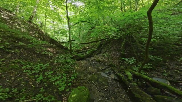 Wide angle slow motion of FPV drone camera, moving over creek, running between green thin trees growing in old forest with broken branches covered with moss on sunny summer day