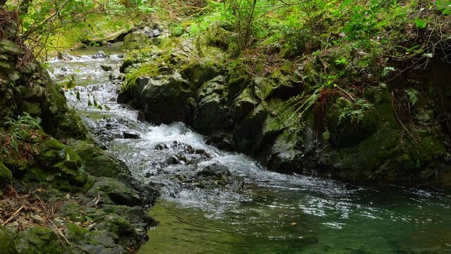 Small water stream in deep forest. Water stream and forest background. 