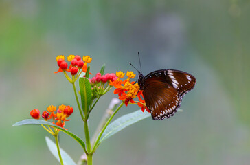 Malayan Eggfly butterfly 