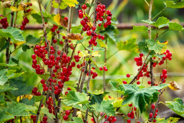 branch of ripe red currant in a garden on green background