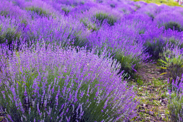 Purple lavender field. beautiful blooming, french romance