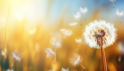 Abstract blurred nature background, Smooth soft background,  dandelion seeds
