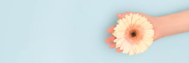  Banner with hand hold beige gerbera flower on a blue background. © rorygezfresh