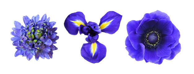 Set of different blue flowers (hyacinth, anemone, iris) isolated on white or transparent background. Top view.