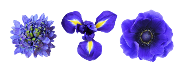 Set of different blue flowers (hyacinth, anemone, iris) isolated on white or transparent background. Top view.