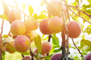 juicy plum on a young tree, purple, fruits.