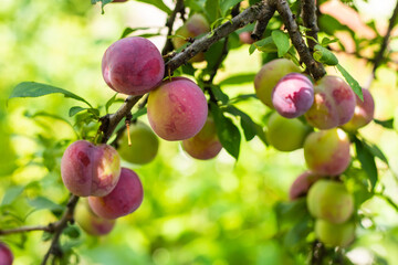 juicy plum on a young tree, purple, fruits.