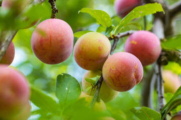 juicy plum on a young tree, purple, fruits.