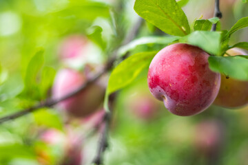 Branch of a plum tree with ripe fruits . Shallow depth of field.