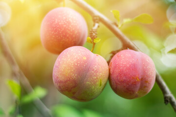 Cherry plum. Prunus cocomilia on a summer day in the gargen