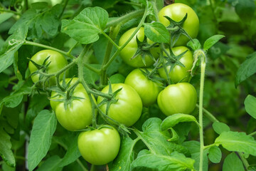 Green tomatoes in the garden. Agriculture concept.