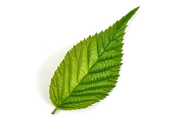 Raspberry leaves, isolated on white background.
