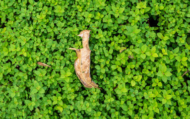 Withered autumn leaf and green grass. Selective focus.