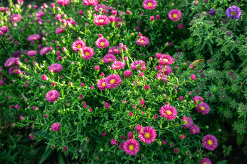 Fototapeta premium Colorful flowers in the garden. Shallow depth of field.