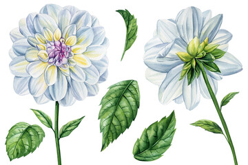Watercolor flowers set on an isolated white background, watercolor illustration, hand drawing white dahlia flowers