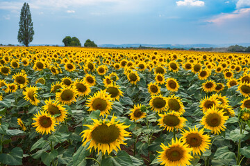 View of a field with sunflowers in full bloom in Rheinhessen/Germany