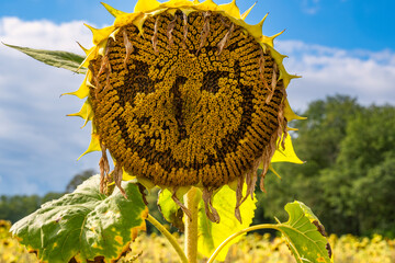 Close-up of the blossom of a face-shaped sunflower
