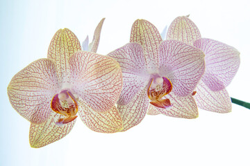 Fototapeta na wymiar Orchid white background