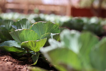 Small plot of cabbage cultivation