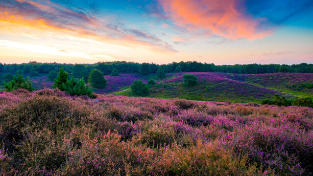 Blooming Heather fields, purple pink heather in bloom, blooming heater on the Posbank, Netherlands. Holland Nationaal Park Veluwezoom during sunset
