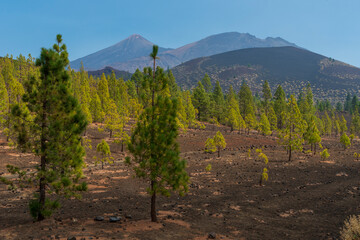 The Teide National Park has a very special Pine Tree surviving on top of its volcanic soils...