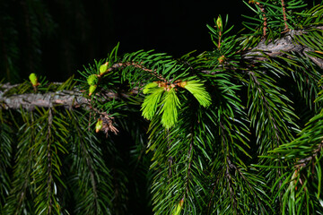 A branch of European spruce or Picea abies with young shoots. Cultivar Virgata or Snake branch spruce