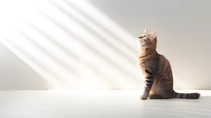 Tuinposter A shot of cute tabby cat looking at sun rays on the empty white wall © valgabir