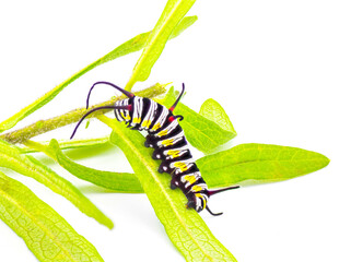 queen butterfly caterpillar - Danaus gilippus - showing stripes and three sets of antennae on host plant butterfly milkweed - Asclepias tuberosa isolated on white background side profile view