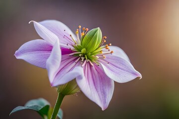 detail of a Hellebore flower, close up with blur background