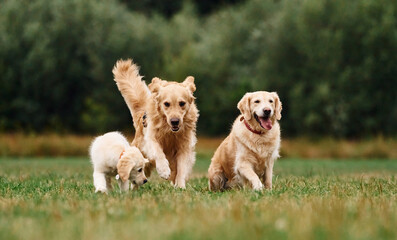 Three golden retrievers are running outdoors on the green field