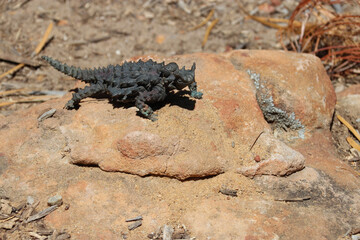 statue of a moloch in australia
