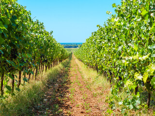 Fototapeta na wymiar Tuscany vineyards in the countryside
