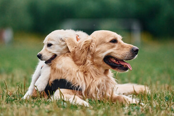 Adult and puppy golden retrievers. Two dogs are on the field outdoors