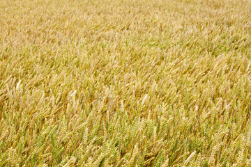 Saturated yellow golden grain or wheat plants in an agricultural field in summer for use as a background.